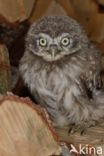 Little Owl (Athene noctua)