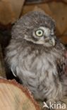 Little Owl (Athene noctua)