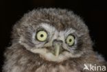 Little Owl (Athene noctua)