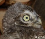 Little Owl (Athene noctua)