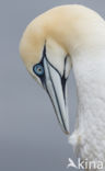 Northern Gannet (Morus bassanus)