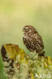 Little Owl (Athene noctua)