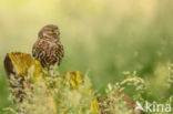 Little Owl (Athene noctua)