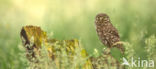 Steenuil (Athene noctua)