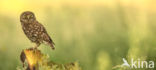 Little Owl (Athene noctua)