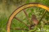 Little Owl (Athene noctua)