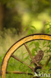 Little Owl (Athene noctua)