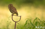 Little Owl (Athene noctua)