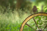 Little Owl (Athene noctua)