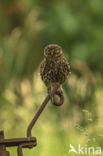 Little Owl (Athene noctua)