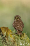 Little Owl (Athene noctua)