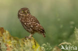 Little Owl (Athene noctua)