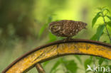 Little Owl (Athene noctua)