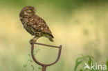 Little Owl (Athene noctua)