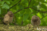 Little Owl (Athene noctua)