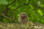 Little Owl (Athene noctua)