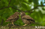 Little Owl (Athene noctua)