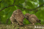 Little Owl (Athene noctua)