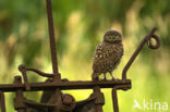 Little Owl (Athene noctua)