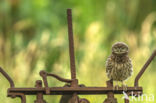 Little Owl (Athene noctua)