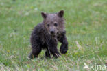 Grizzly Bear (Ursus arctos horribilis)