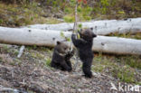 Grizzly Bear (Ursus arctos horribilis)