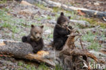 Grizzly Bear (Ursus arctos horribilis)