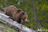 Grizzly Bear (Ursus arctos horribilis)