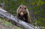 Grizzly Bear (Ursus arctos horribilis)