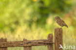 Little Owl (Athene noctua)