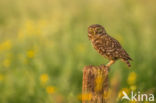 Little Owl (Athene noctua)