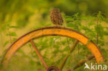 Little Owl (Athene noctua)