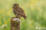 Little Owl (Athene noctua)