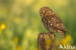 Little Owl (Athene noctua)