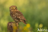 Little Owl (Athene noctua)