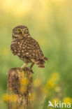 Little Owl (Athene noctua)