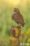 Little Owl (Athene noctua)