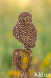 Little Owl (Athene noctua)