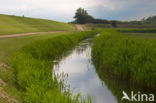 National Park Schiermonnikoog