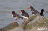 Oystercatcher (Haematopus ostralegus)