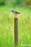 Common Redshank (Tringa totanus)