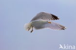 Herring Gull (Larus argentatus)