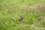 Rabbit (Oryctolagus cuniculus)