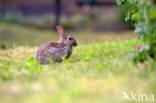 Rabbit (Oryctolagus cuniculus)