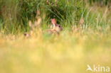 Rabbit (Oryctolagus cuniculus)