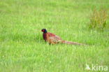 Ring-necked Pheasant (Phasianus colchicus)