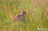 Rabbit (Oryctolagus cuniculus)