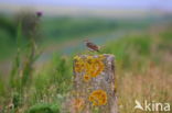 Sky Lark (Alauda arvensis)