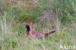 Ring-necked Pheasant (Phasianus colchicus)