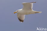 Zilvermeeuw (Larus argentatus)